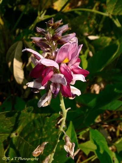{Pueraria montana var. lobata}